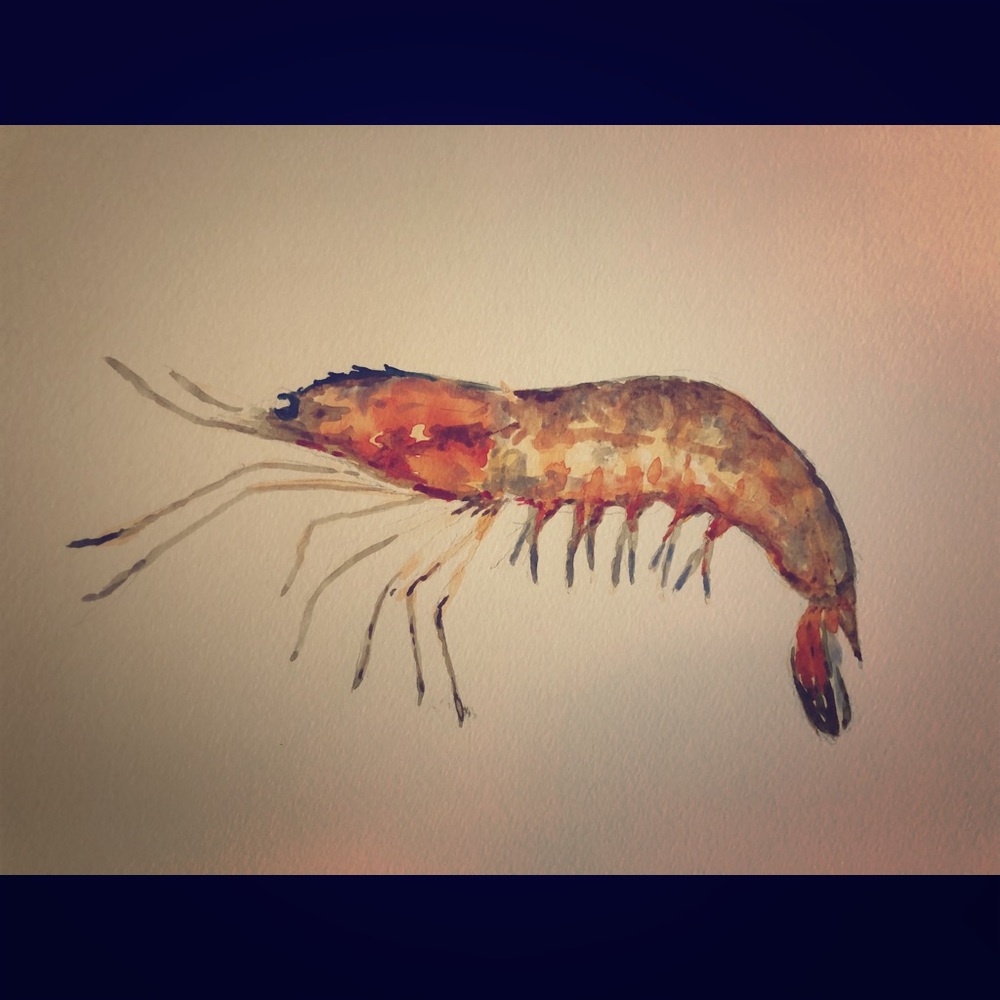 Original Water Color Shrimp